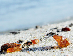 natural baltic amber at the baltic sea